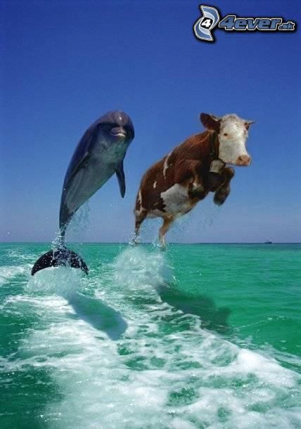 delfin, krava,.jpg